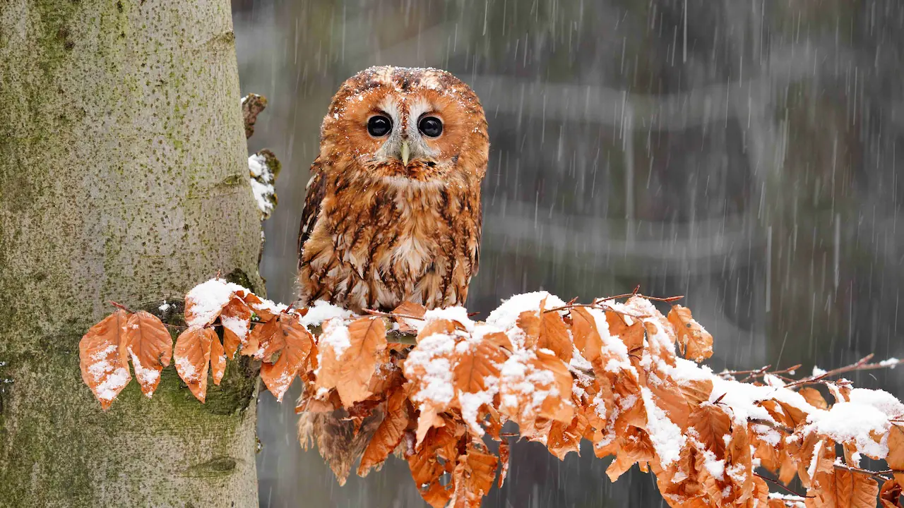 Království sov a papoušků